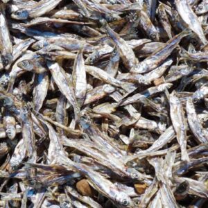 Dagaa Kavu 1Kg